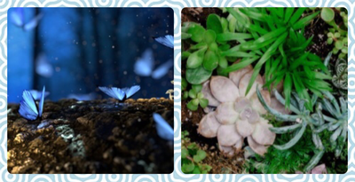 Crafternoon - DIY Mini Fairy Garden Crafternoon - DIY Mini Fairy Garden